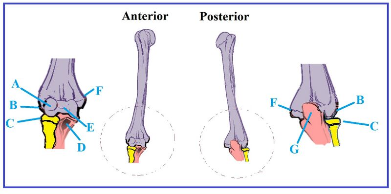 File:Humerus shaft and distal anatomy.jpg
