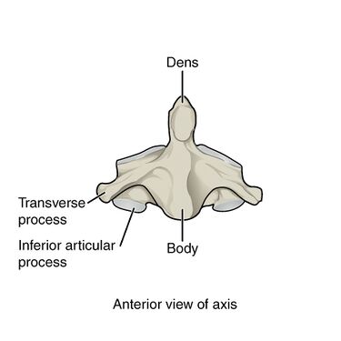 Axis anterior view.jpg