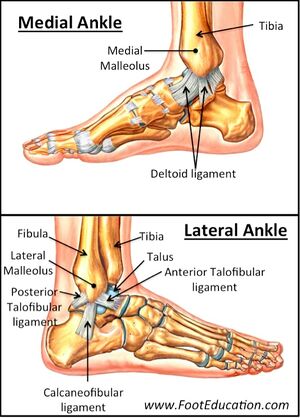 Ankle bone and ligament anatomy.jpg
