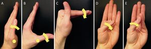 Motor actions of hand musles innervated by median nerve.jpg