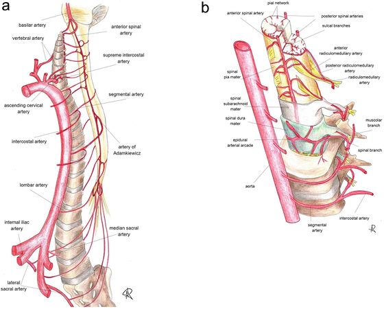 Lateral and oblique views of the arterial supply to the spinal cord.