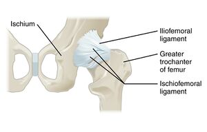 Hip joint posterior view.jpg