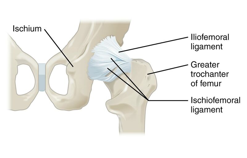 File:Hip joint posterior view.jpg