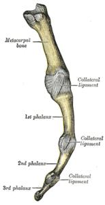 Gray338 Metacarpophalangeal joint and digit ulnar.png