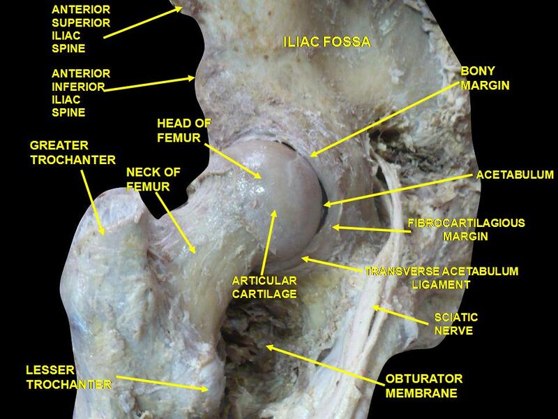 File:Hip anatomy cadaver.jpg