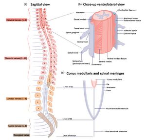 Spinal cord anatomy.jpg