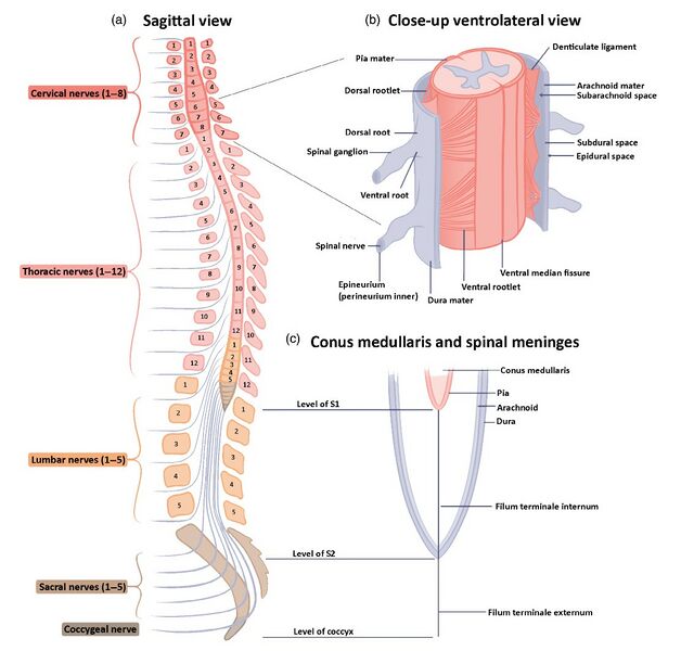 File:Spinal cord anatomy.jpg